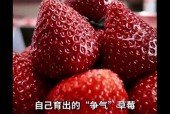 草莓国产在线